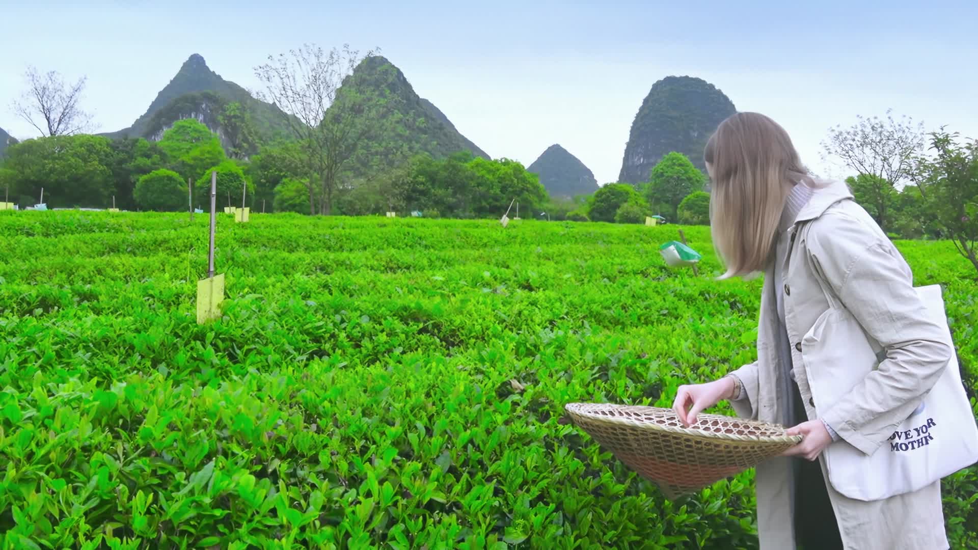 实拍田园茶庄体验采茶的外国游客视频的预览图