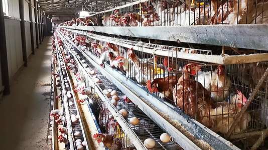 农民养殖蛋鸡棚舍视频的预览图