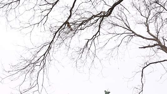 秋冬树木树枝树影视频的预览图