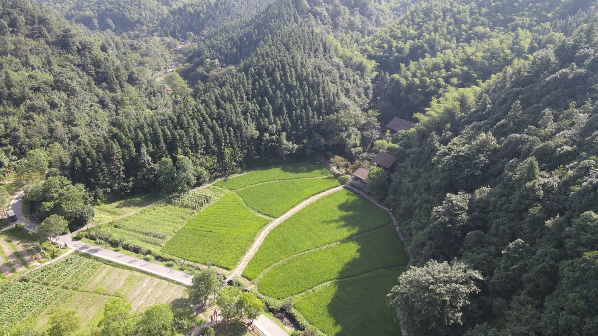 山中绿色农业种植水稻航拍视频视频的预览图