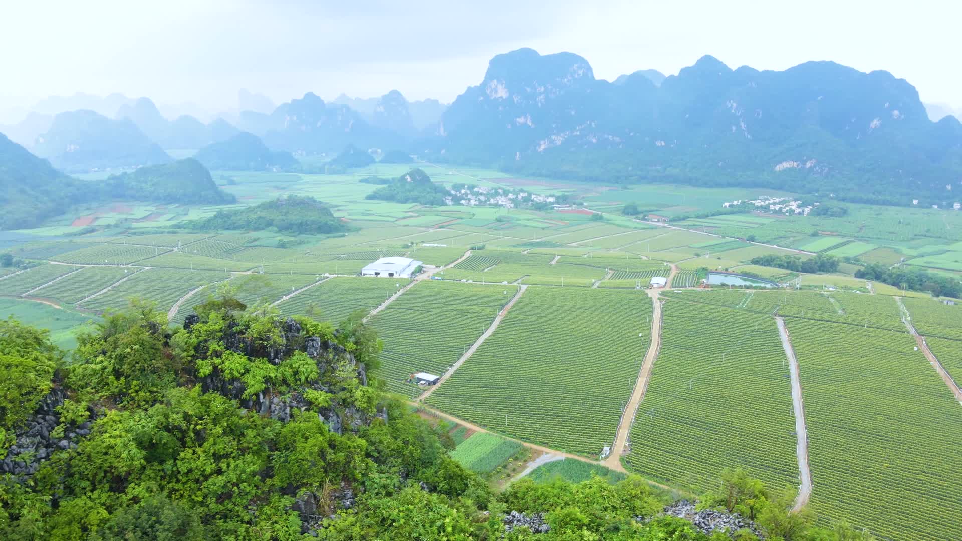 广西农业火龙果种植基地4K航拍视频的预览图