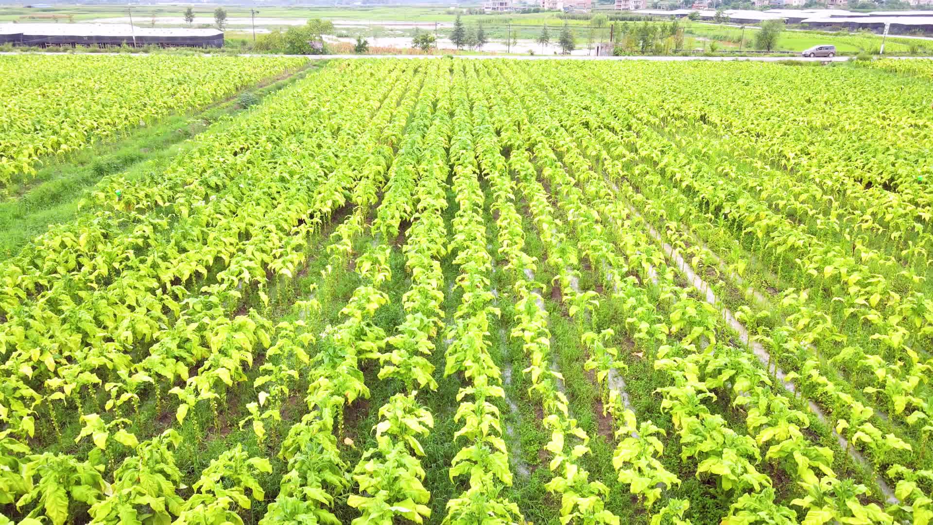云南文山烟草种植基地4K航拍视频的预览图