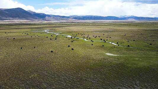 4K航拍中国毛垭大草原风光高原牦牛群视频的预览图