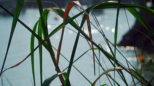 波光粼粼的江水水面和芦苇视频的预览图