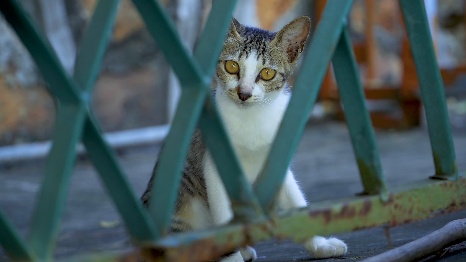 农家门前可爱的小猫视频的预览图