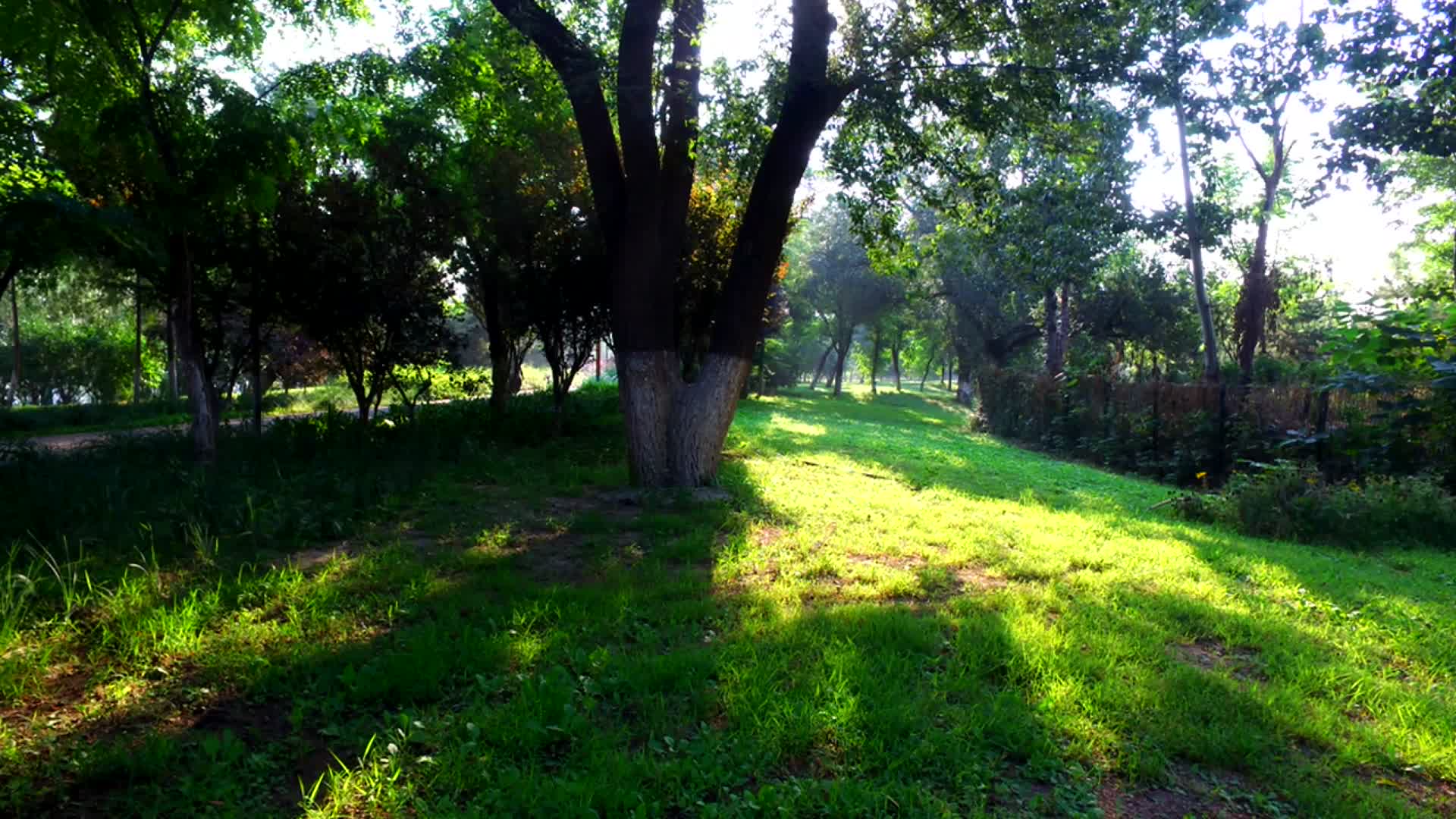 清晨阳光透过树林光影树林绿色环保公园盛夏延时视频视频的预览图