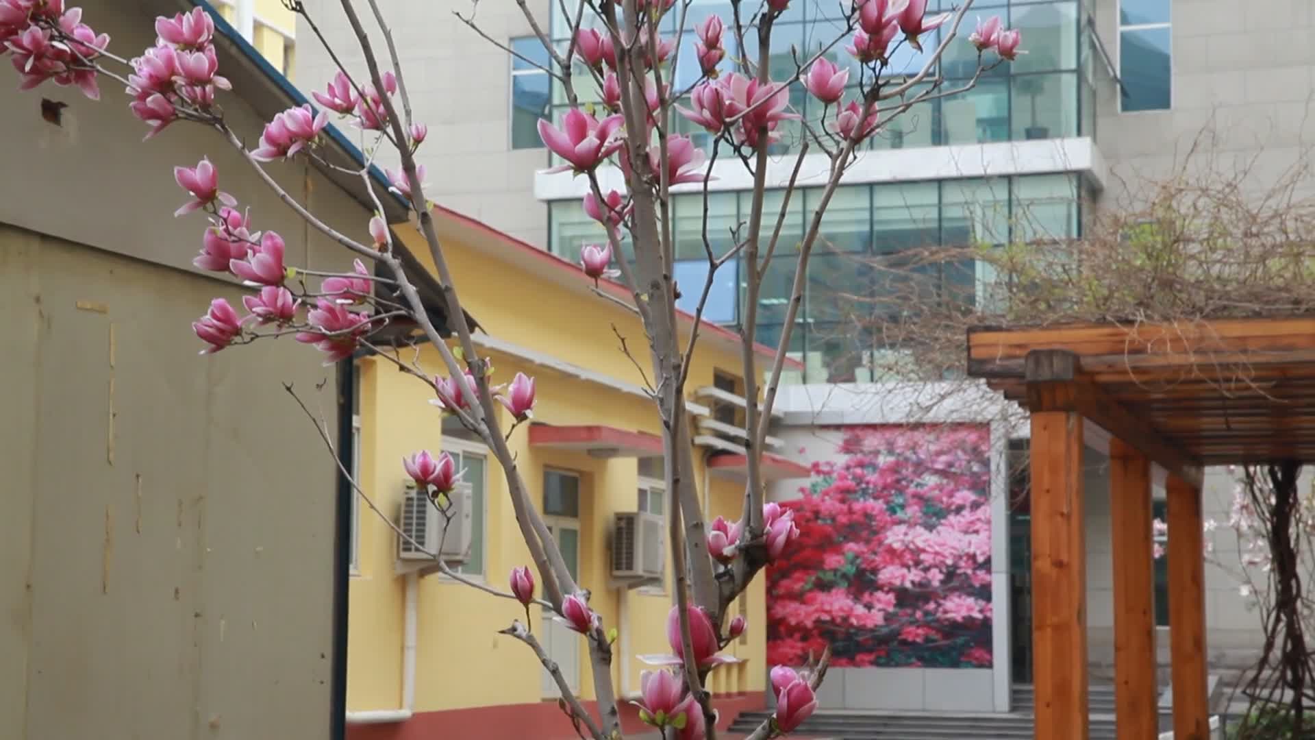 春季鲜花绿叶后院美景视频的预览图