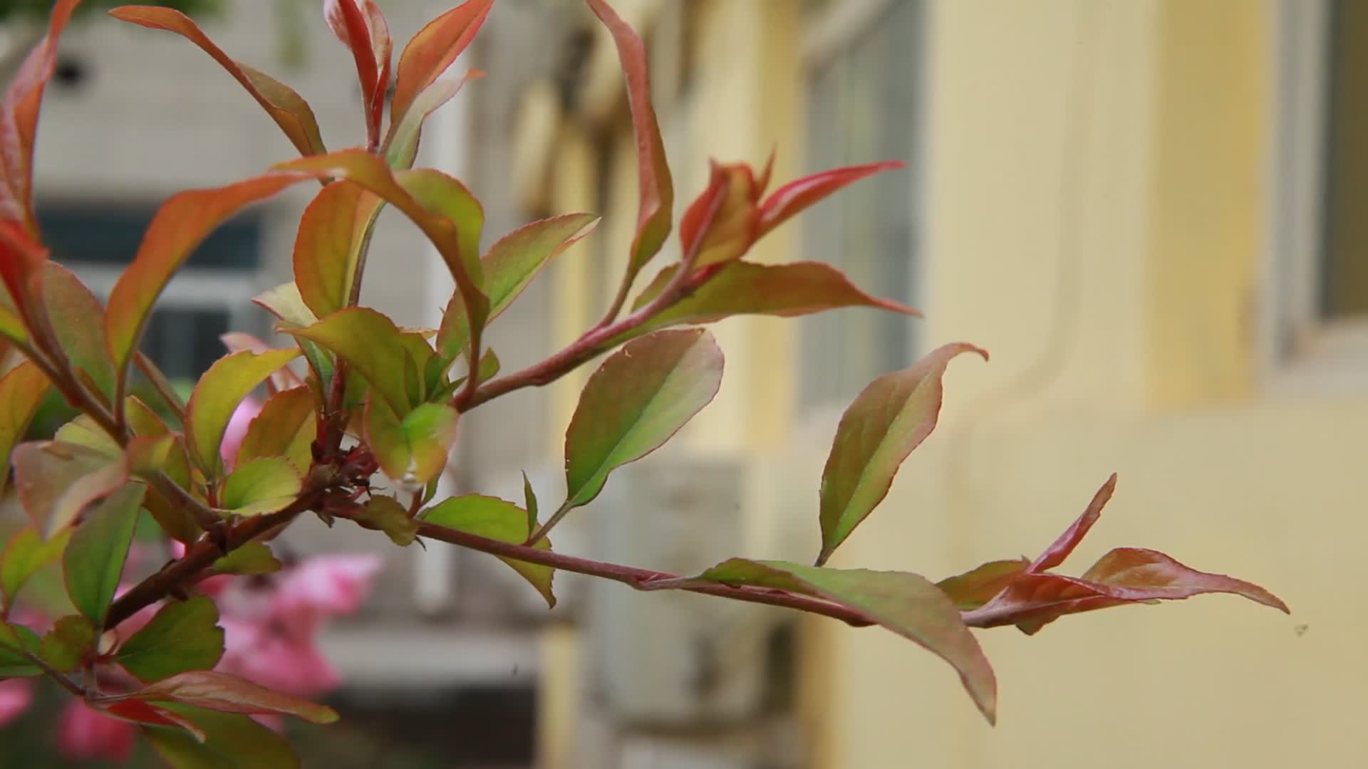 春季鲜花绿叶后院美景视频的预览图
