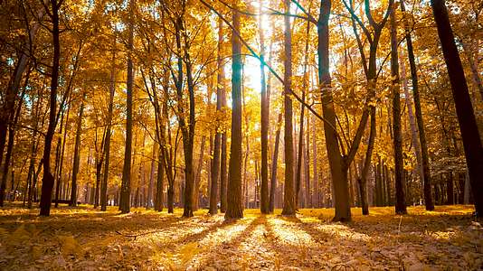 秋天夕阳森林公园日落延时光影变化视频的预览图