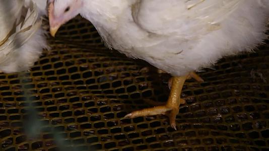 肉鸡白羽鸡的饲养视频的预览图
