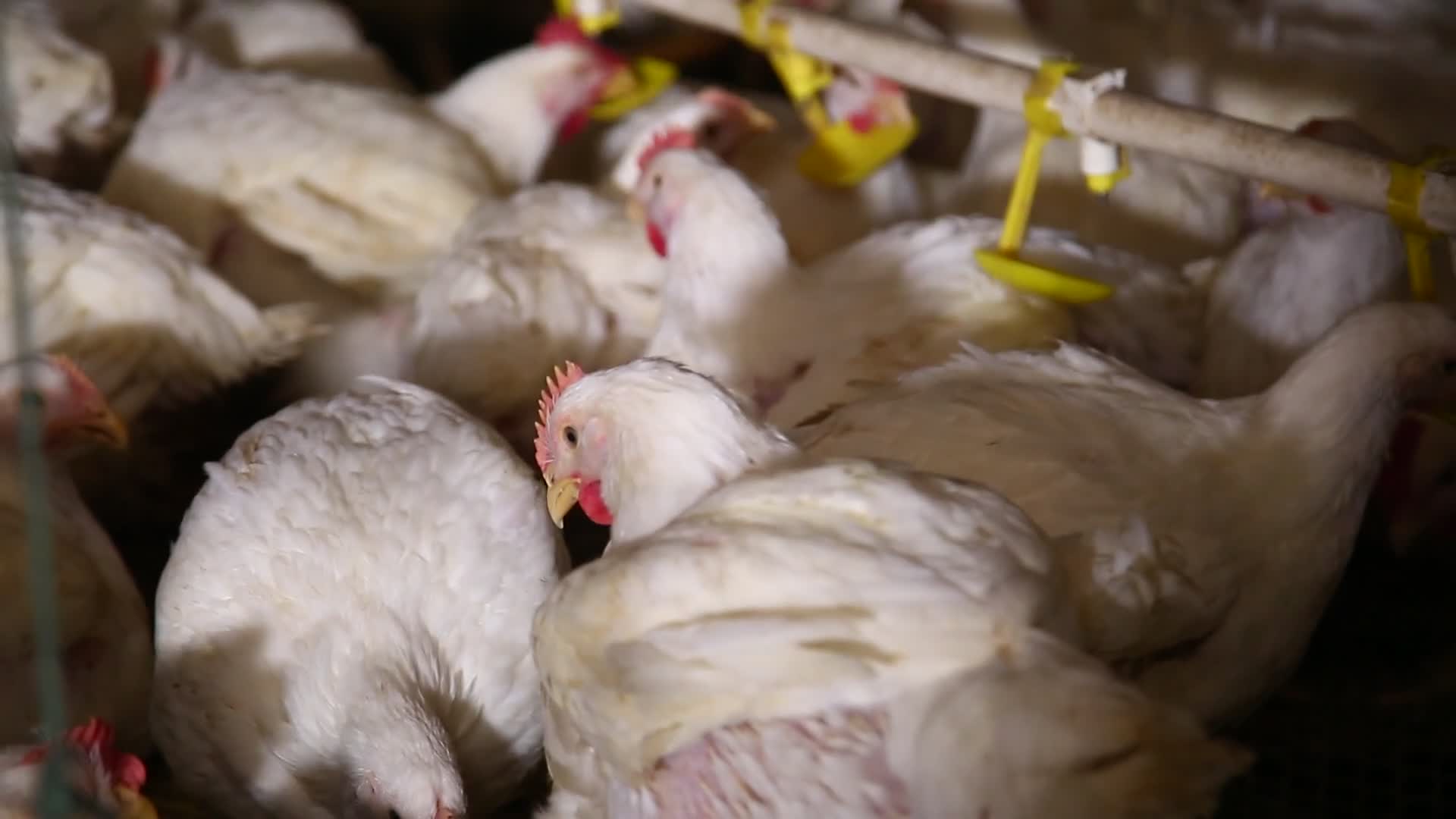 肉鸡白羽鸡的饲养视频的预览图