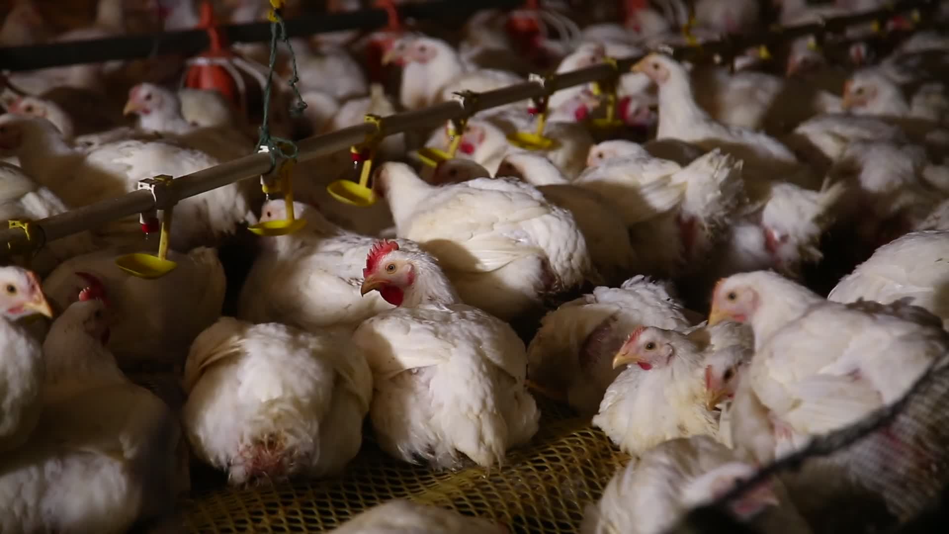 养鸡场饲养白羽鸡环境视频的预览图