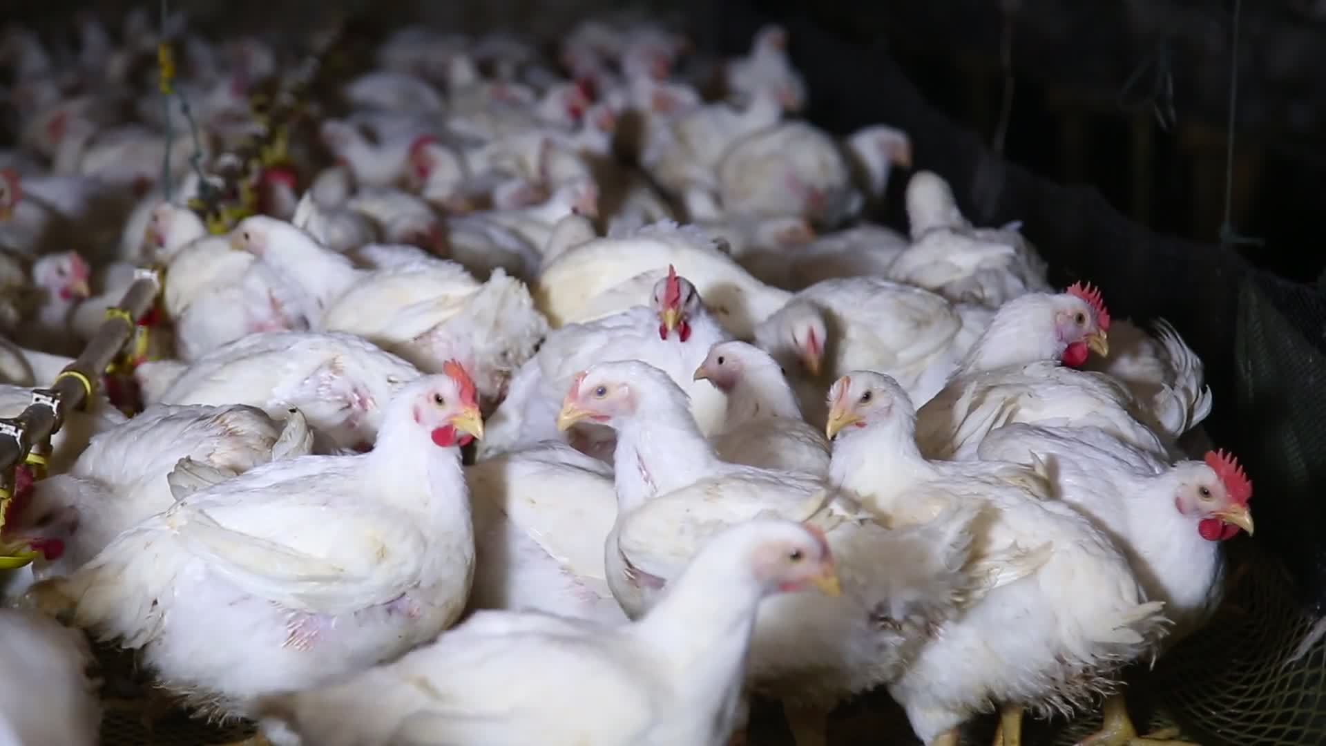 养鸡场饲养白羽鸡环境视频的预览图
