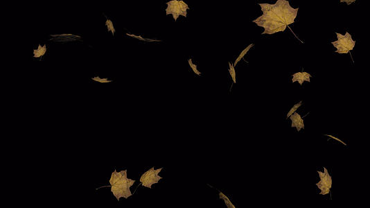 秋天树叶飘落带透明通道背景3D视频的预览图