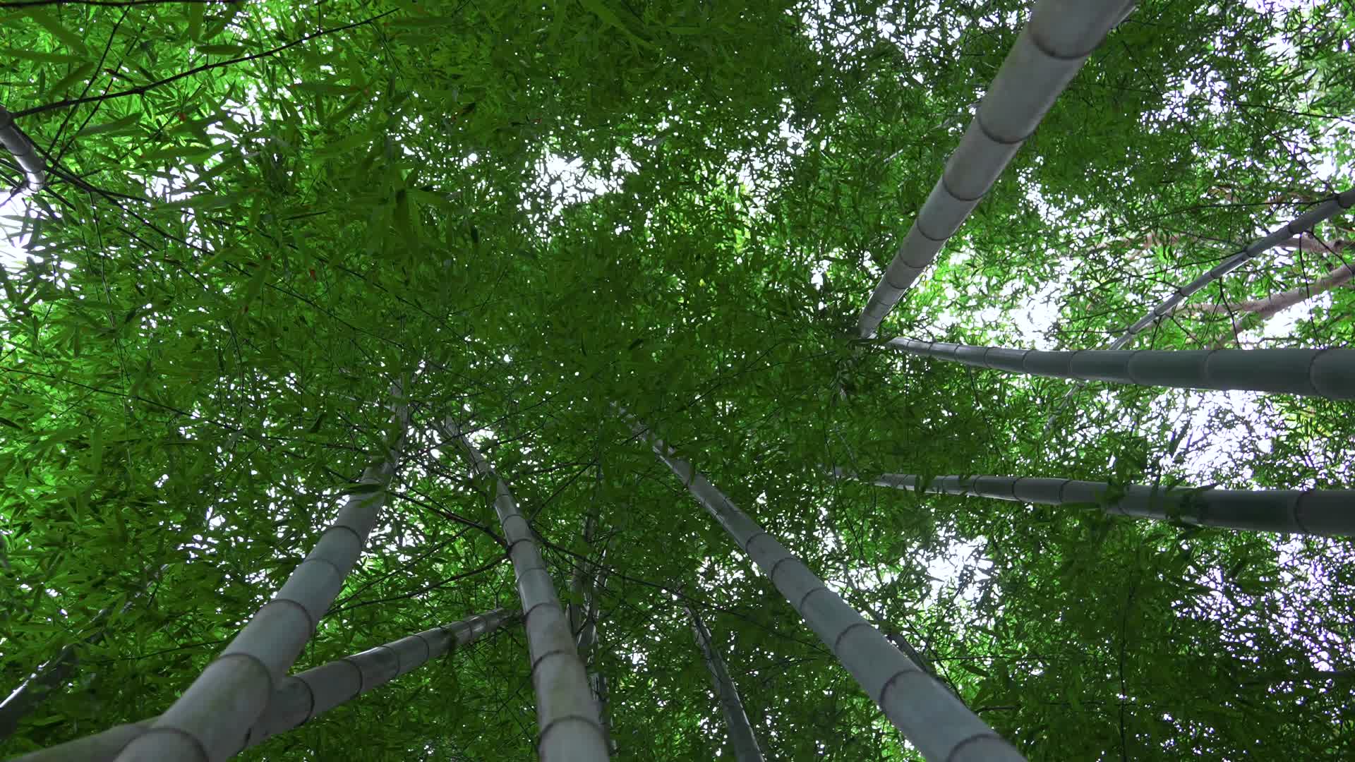 夏秋两季竹林美景仰拍视频视频的预览图