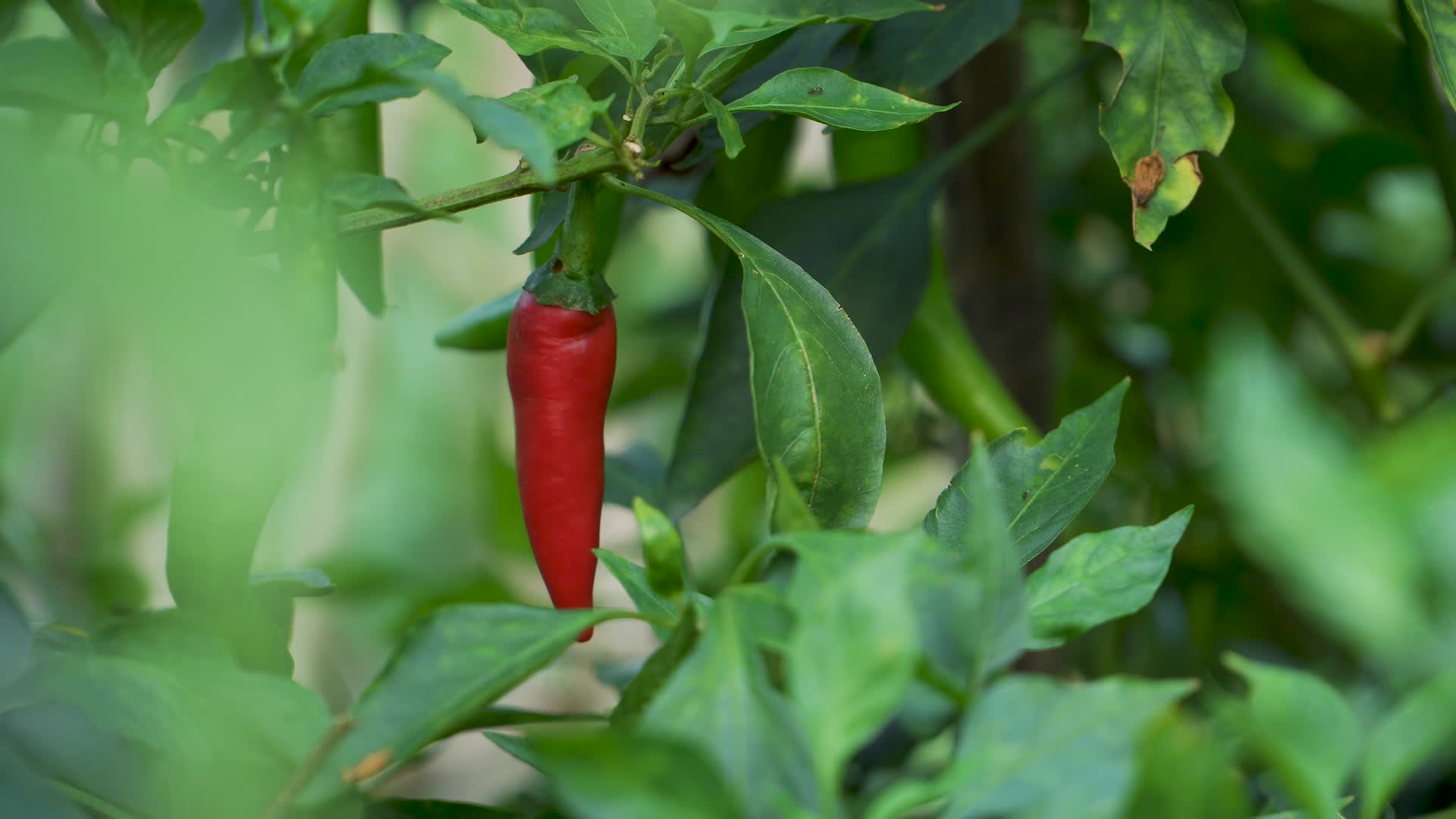 菜园里种植的辣椒视频的预览图