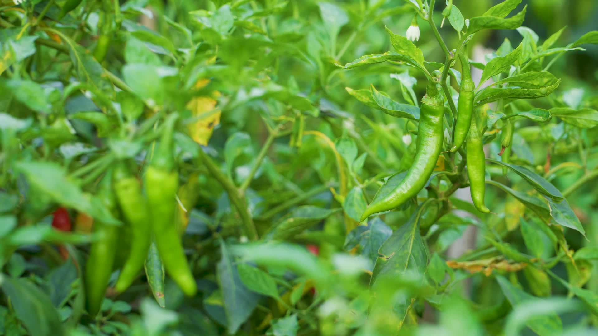 菜园里种植的尖辣椒视频的预览图