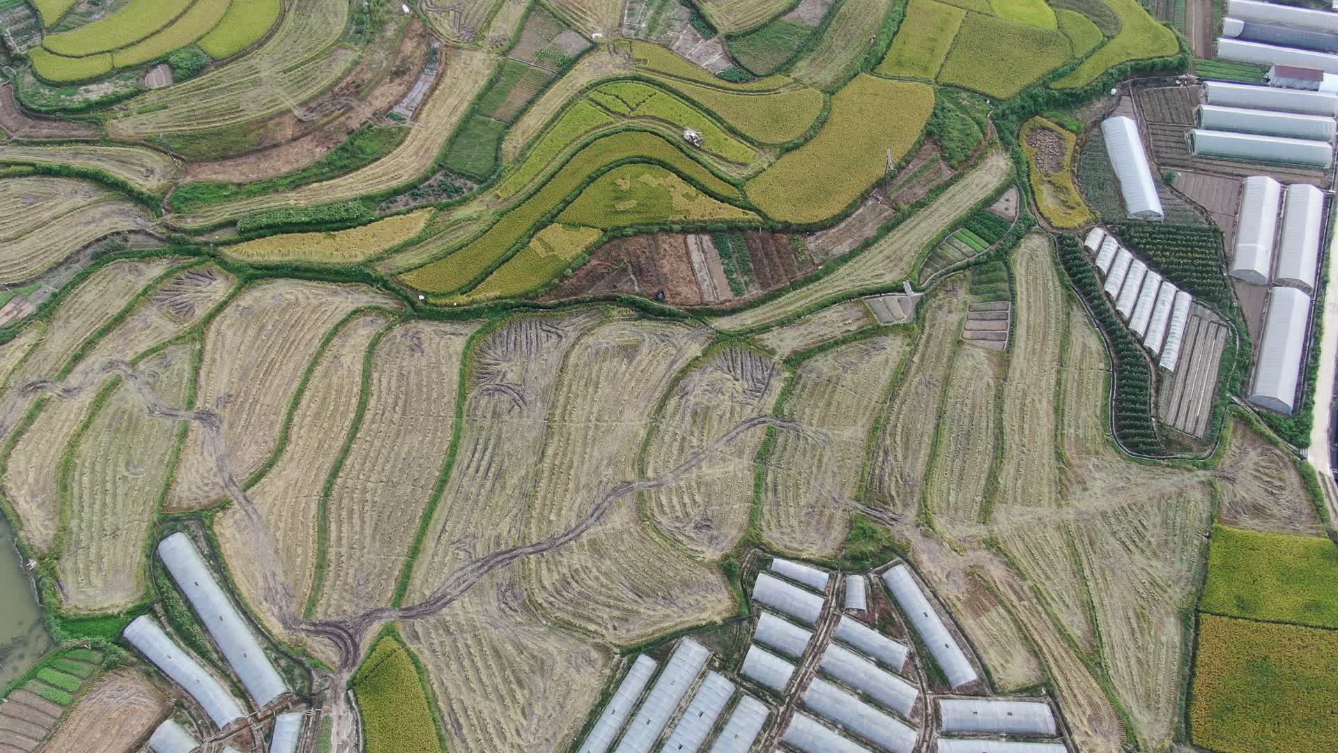 农田种植梯田金黄水稻航拍视频视频的预览图