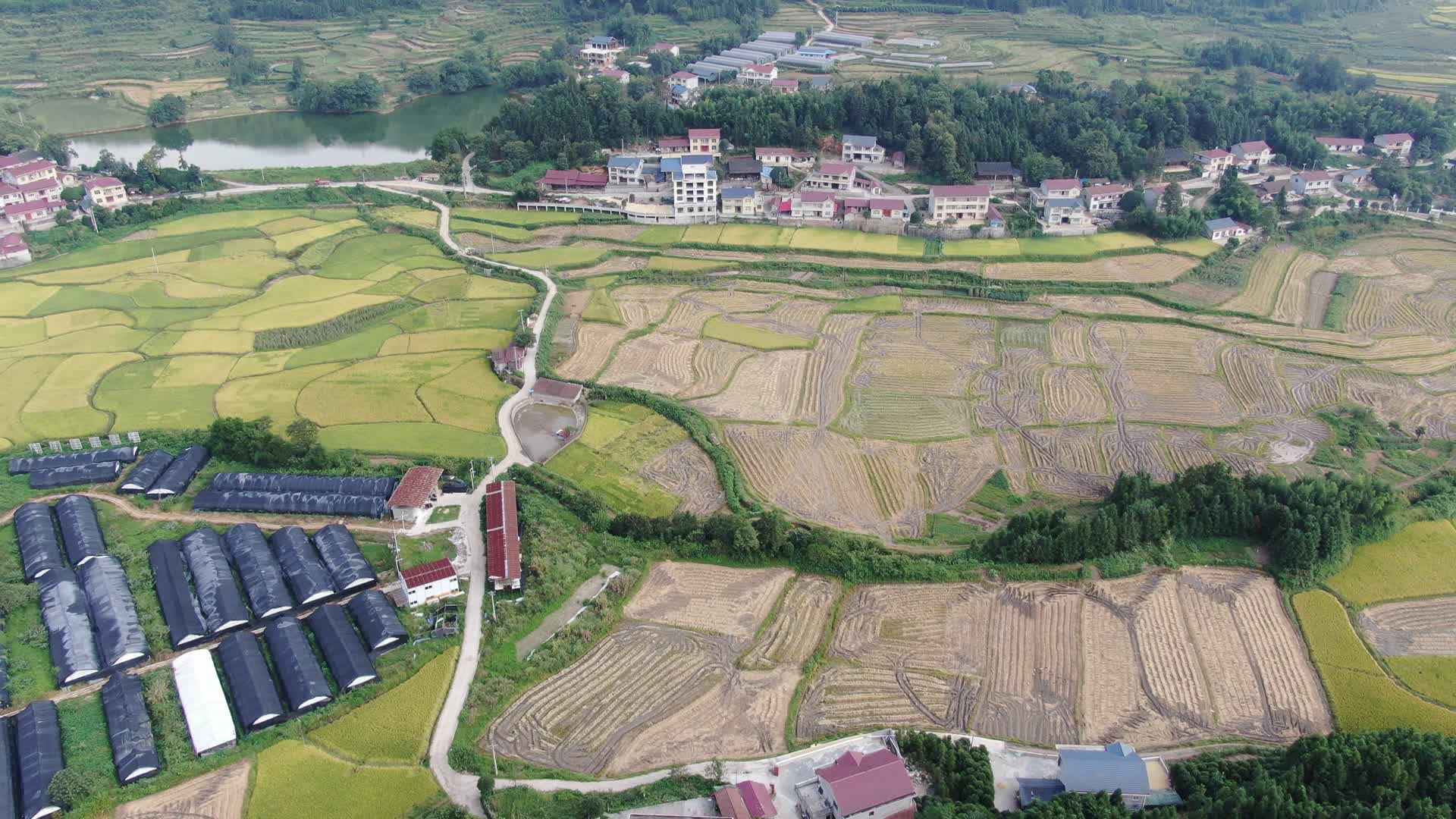 农田种植梯田金黄水稻航拍视频视频的预览图