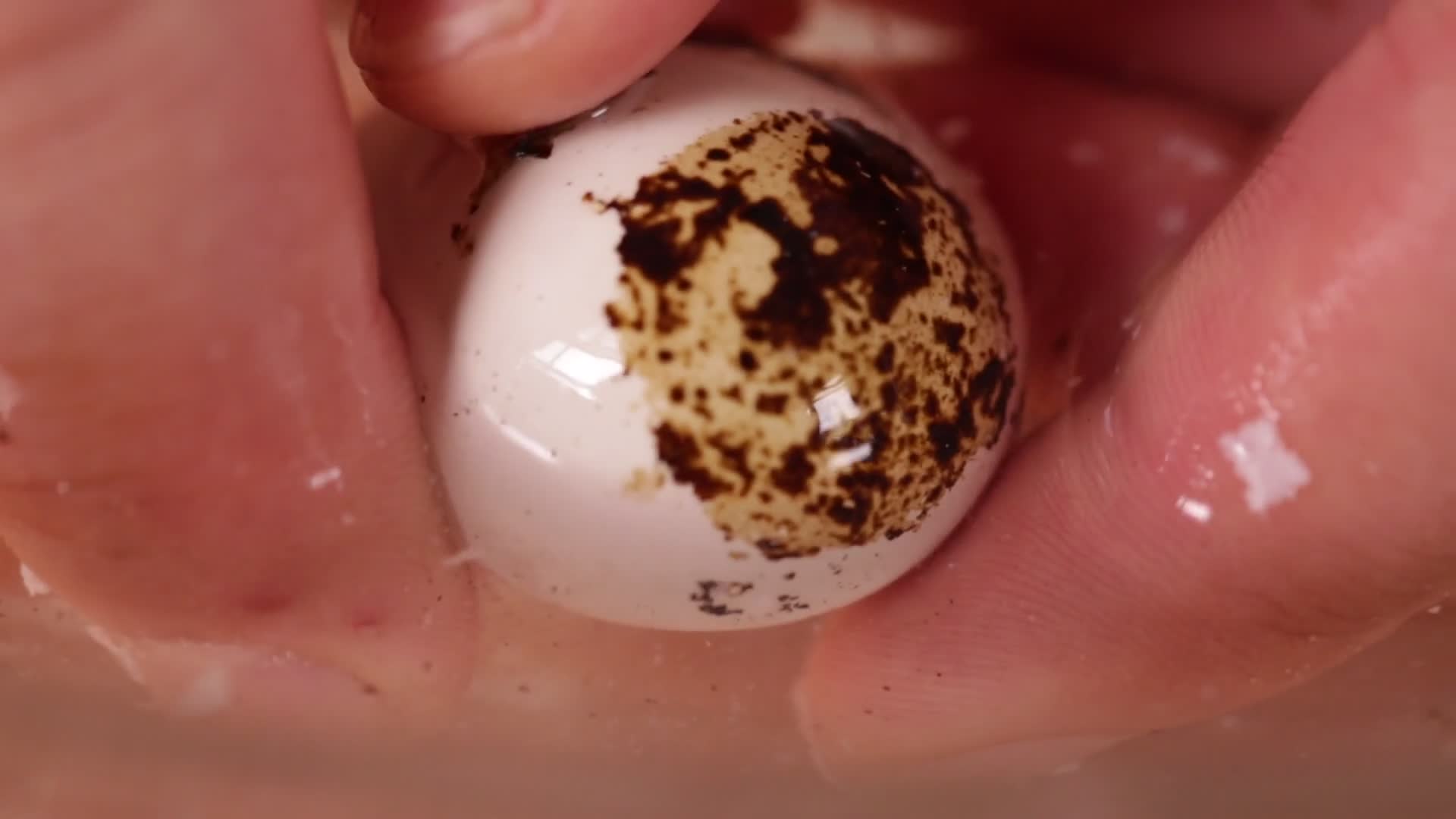 特写鹌鹑蛋拨壳去皮视频的预览图