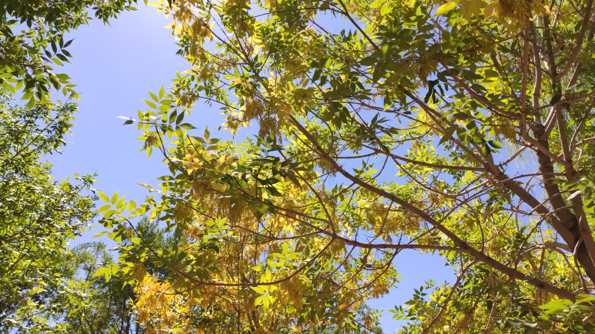 美景秋天黄树叶阳光穿过树木视频的预览图