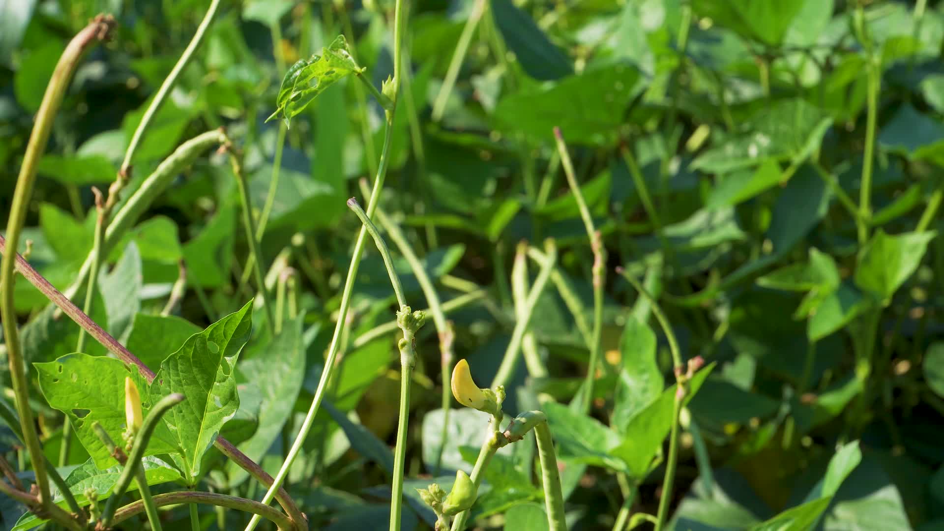 菜园里种植的矮豆角视频的预览图
