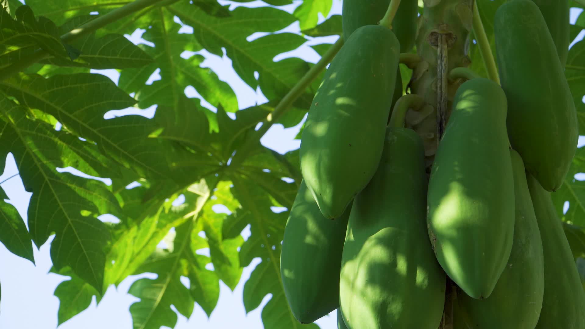 菜园里种植的木瓜视频的预览图