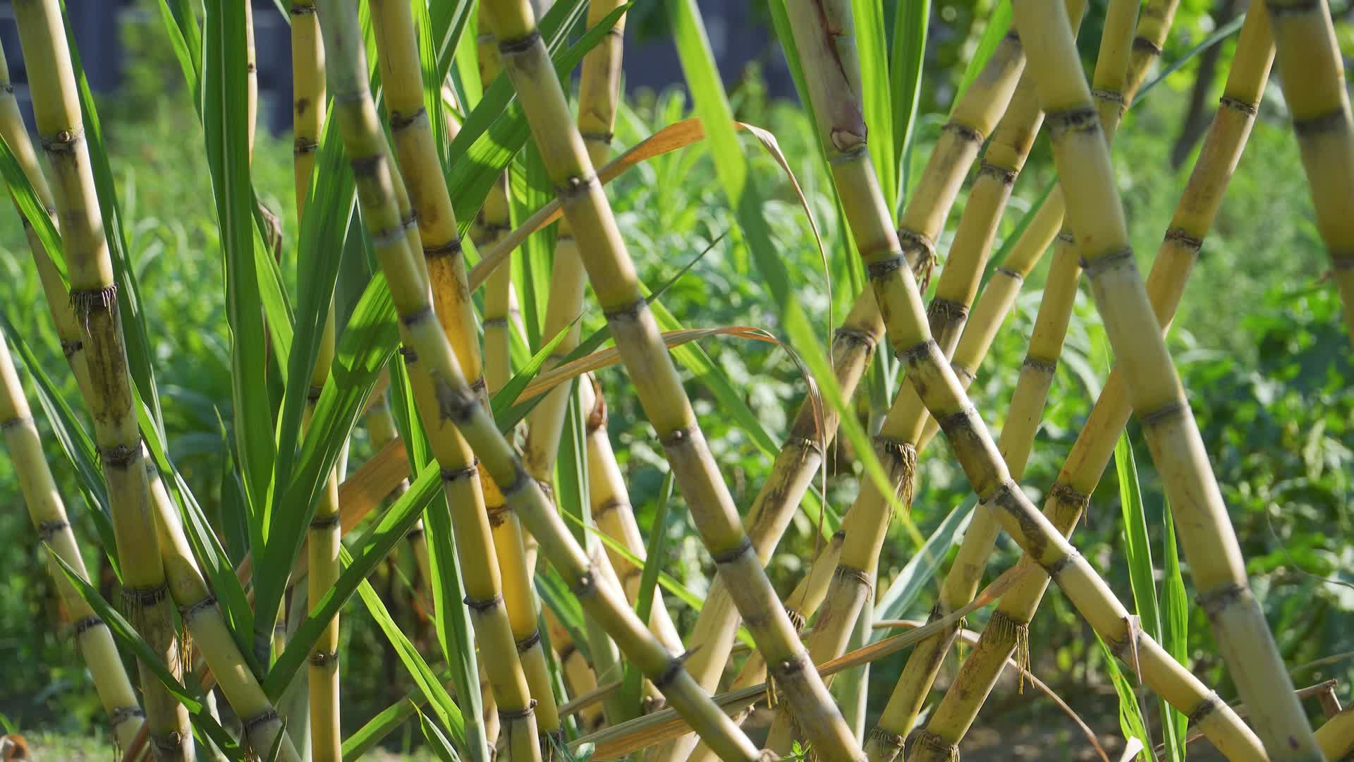 菜园里种植的甘蔗视频的预览图