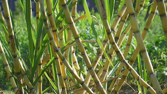 菜园里种植的甘蔗视频的预览图