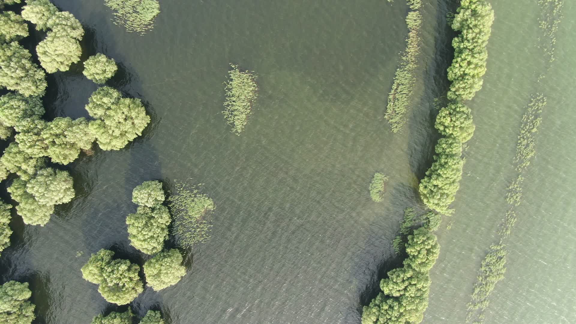 俯拍水中森林唯美视频视频的预览图