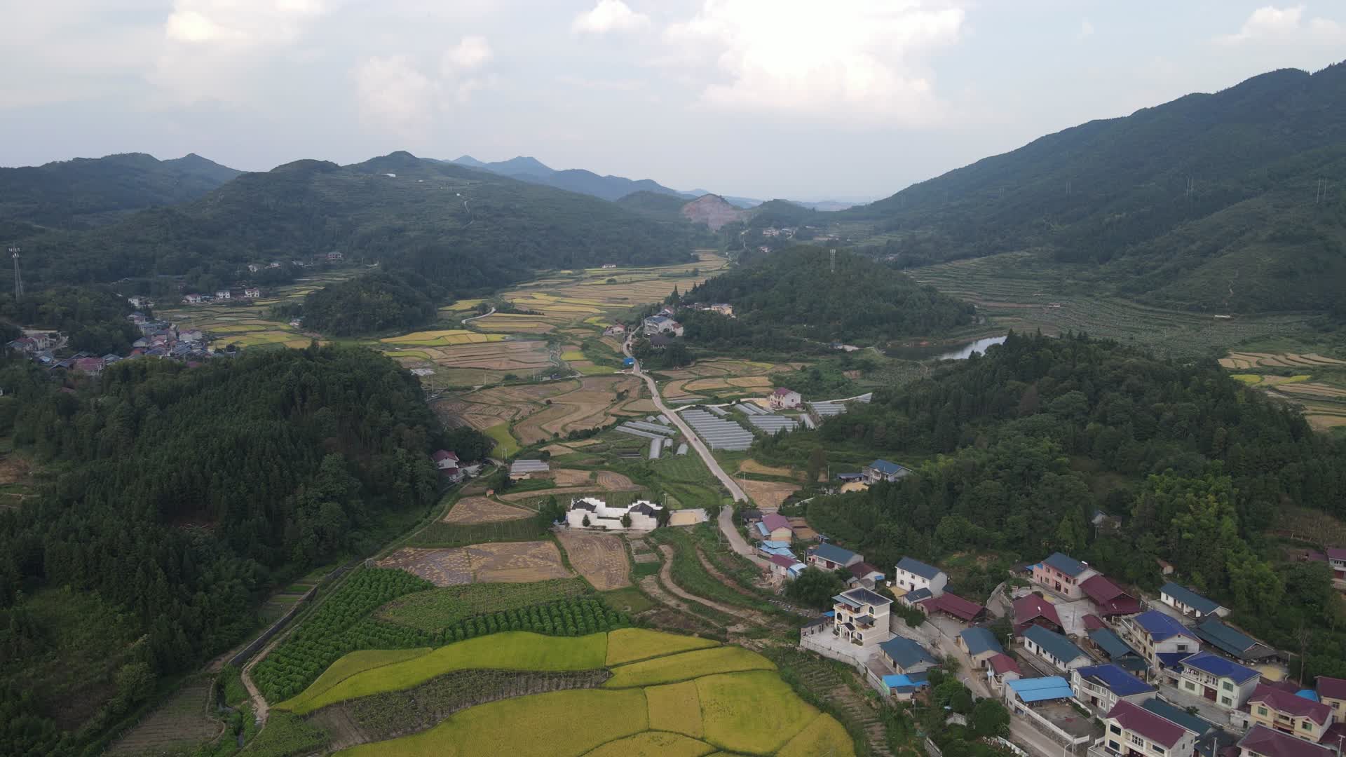 4K航拍新农村种植农田丰收金黄水稻视频的预览图