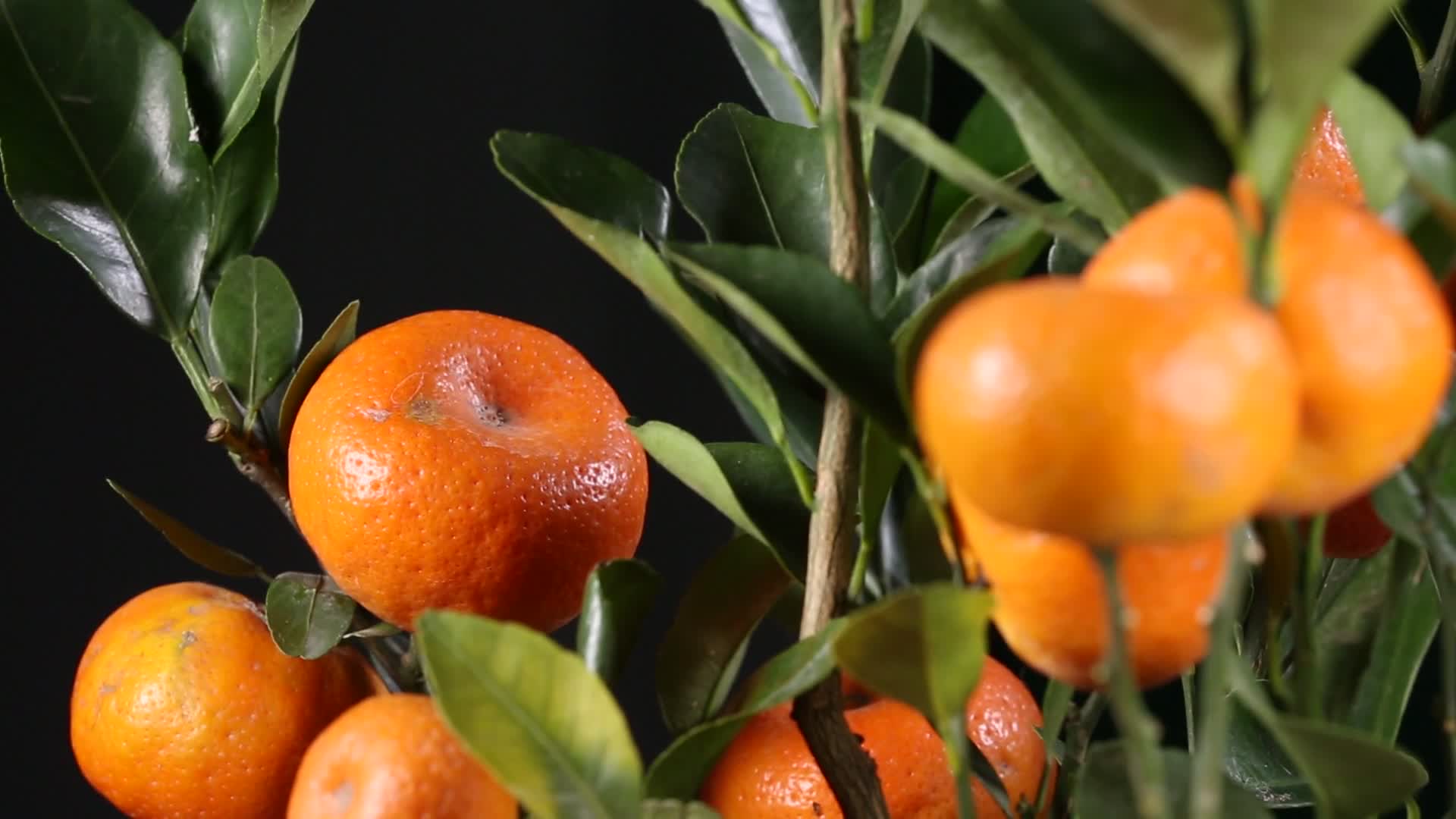 盆栽观赏橘子金桔视频的预览图