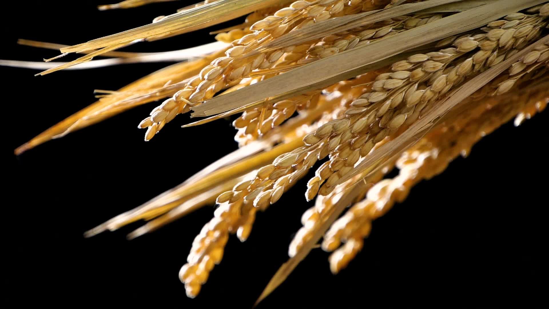 升格丰收稻谷谷物水稻稻穗大米粮食食物视频的预览图