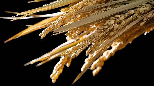 升格丰收稻谷谷物水稻稻穗大米粮食食物视频的预览图