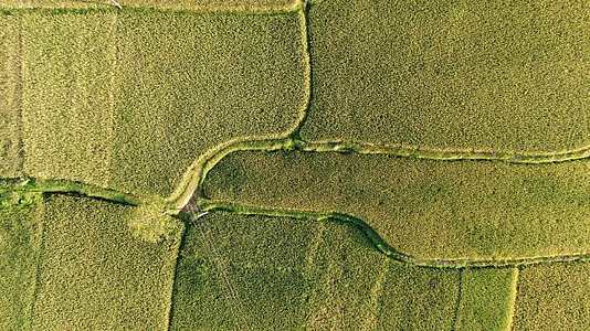 俯拍秋收乡村田园金黄稻谷农业种植基地航视频的预览图