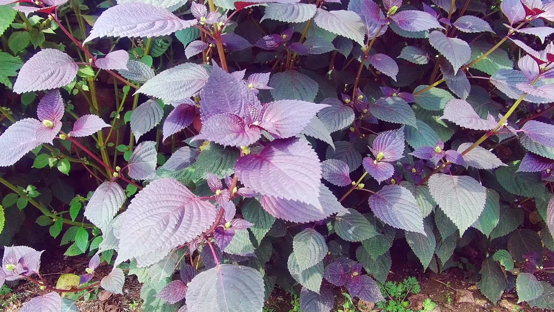 紫苏实拍视频的预览图