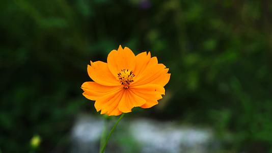 一朵橙色的花实拍视频的预览图