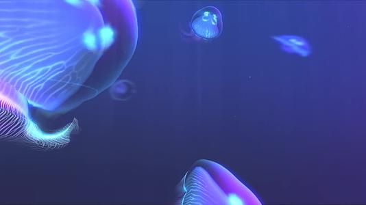 宽屏219唯美水母背景视频的预览图