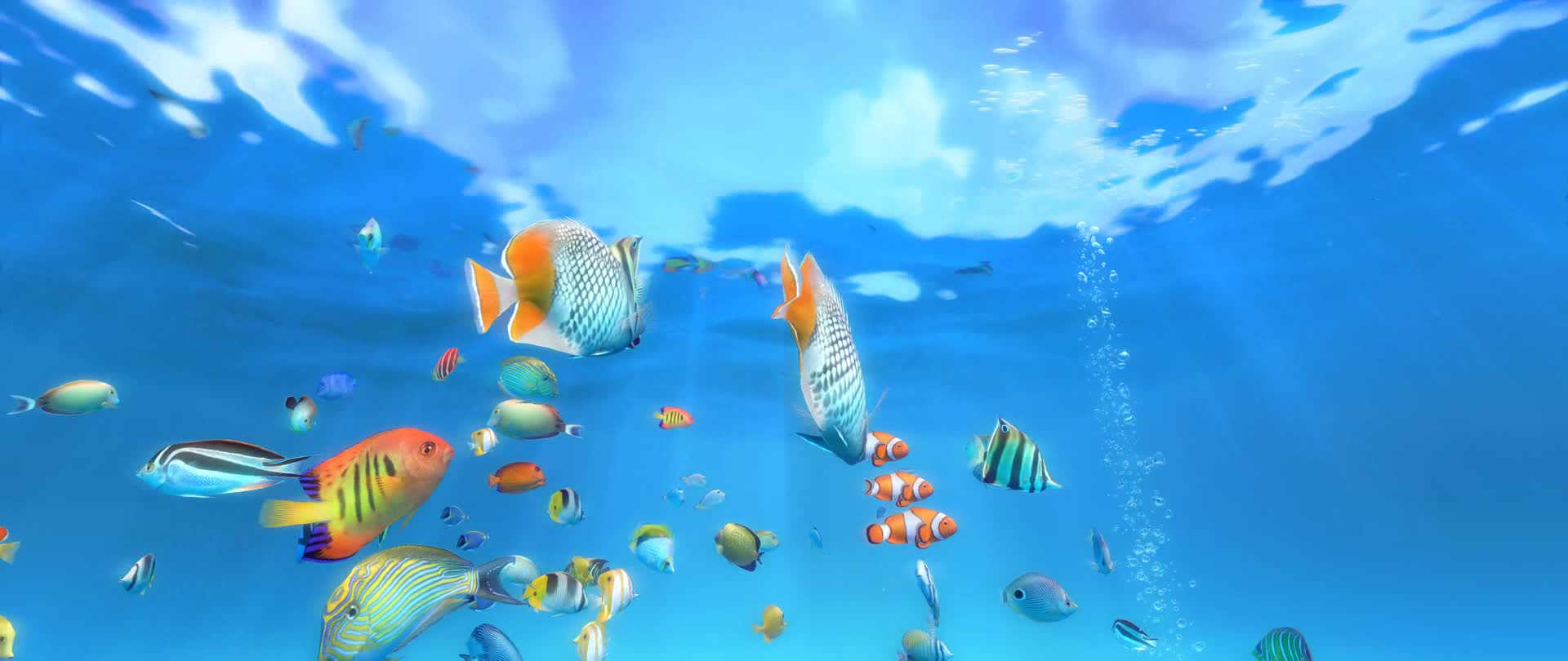 宽屏219海底世界海洋鱼类视频的预览图