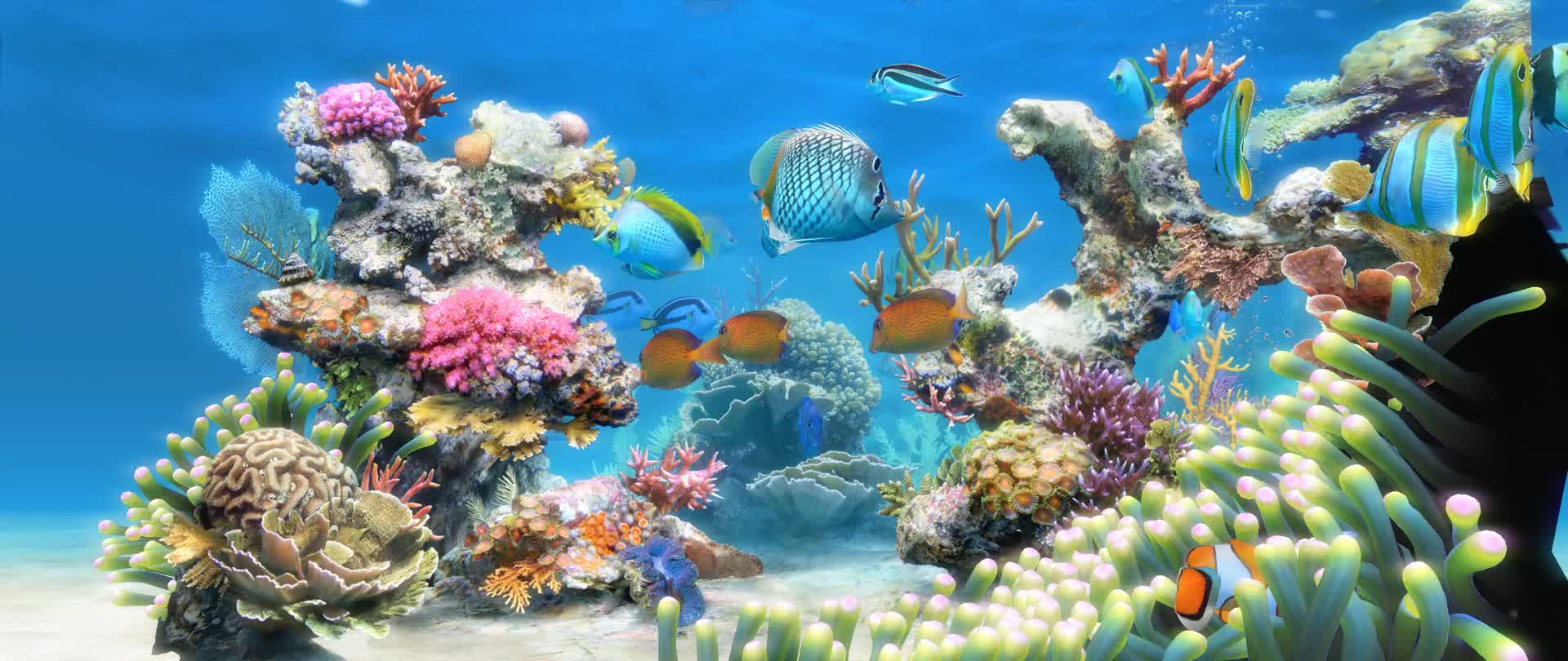 宽屏海底世界豪华版视频的预览图