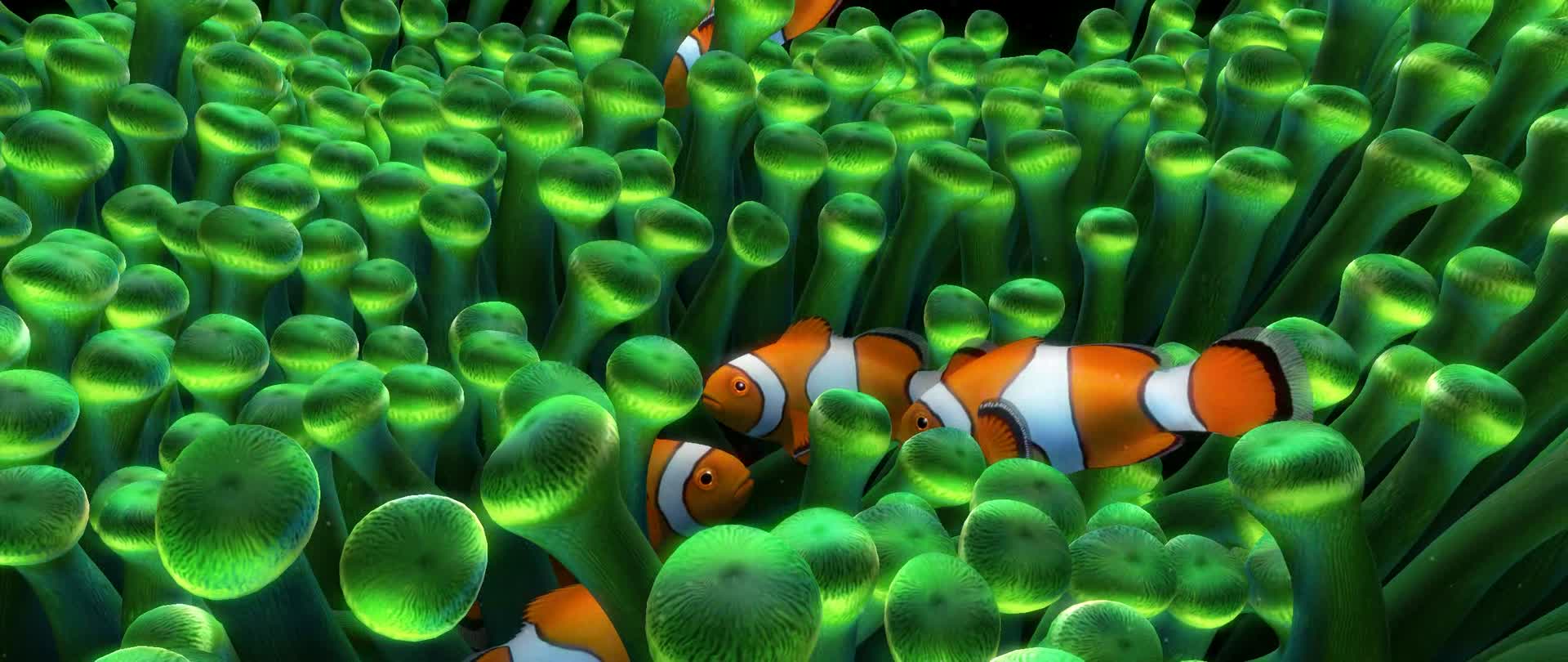 宽屏219小丑鱼背景动画视频的预览图