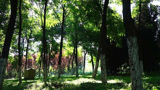 阳光透过树林光影树林绿色环保公园盛夏视频的预览图