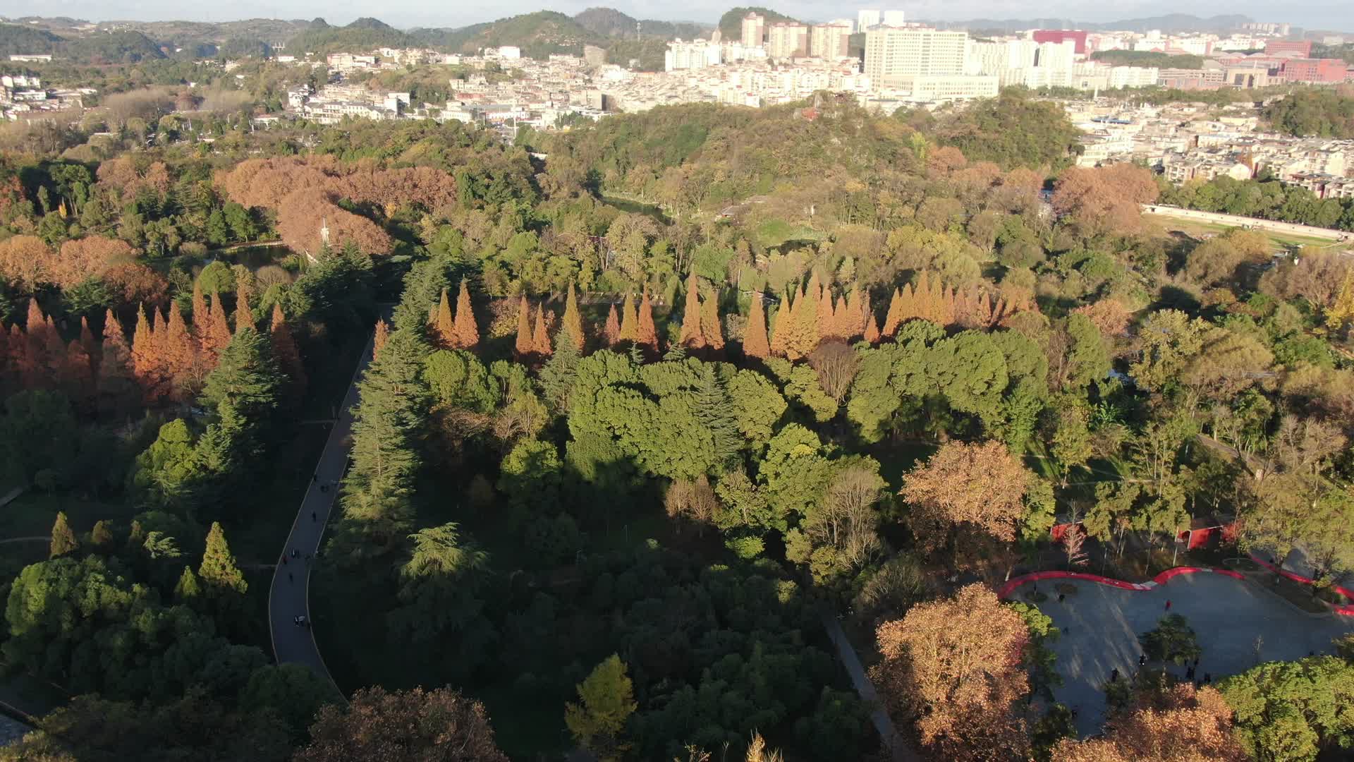 秋季泛黄的树枝树叶航拍视频视频的预览图