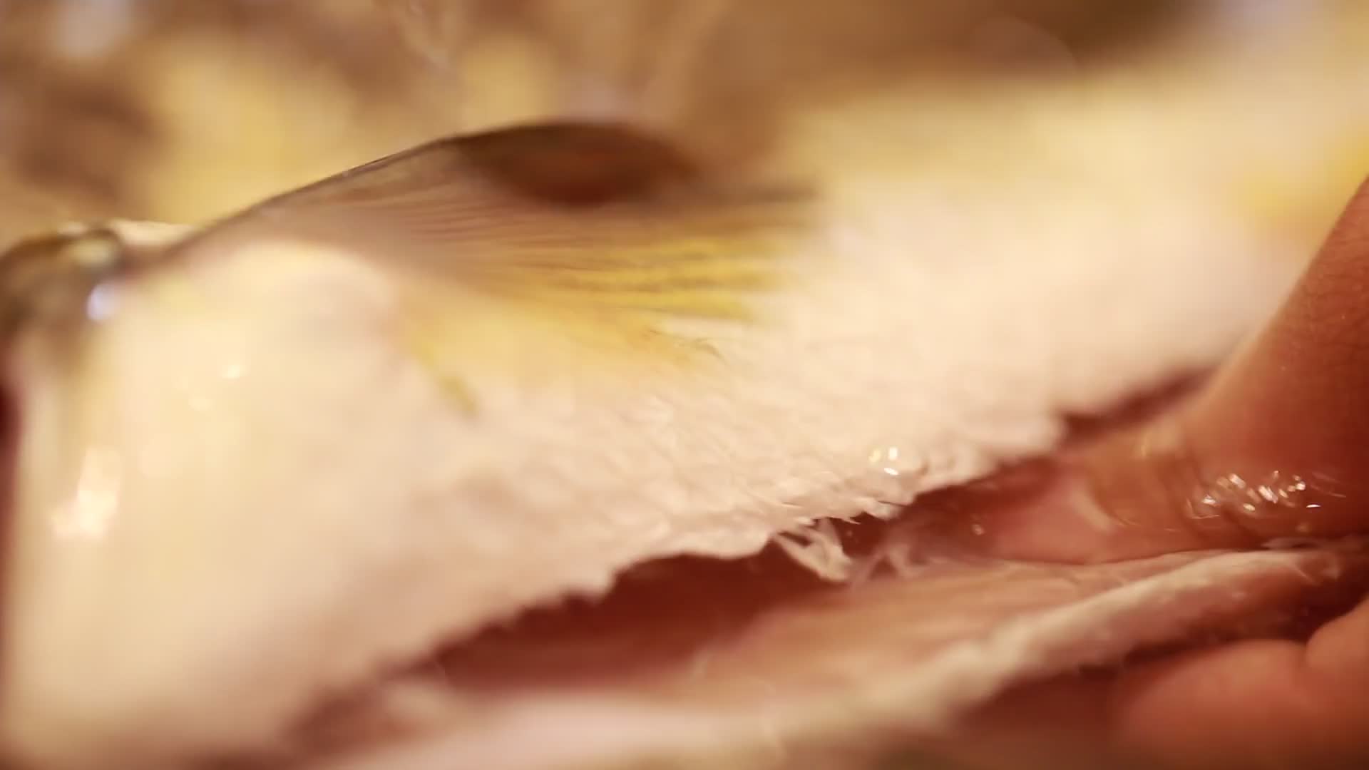 水盆清洗草鱼视频的预览图