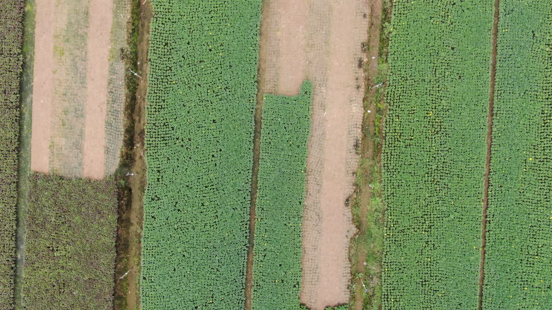 4K航拍农业种植蔬菜视频的预览图