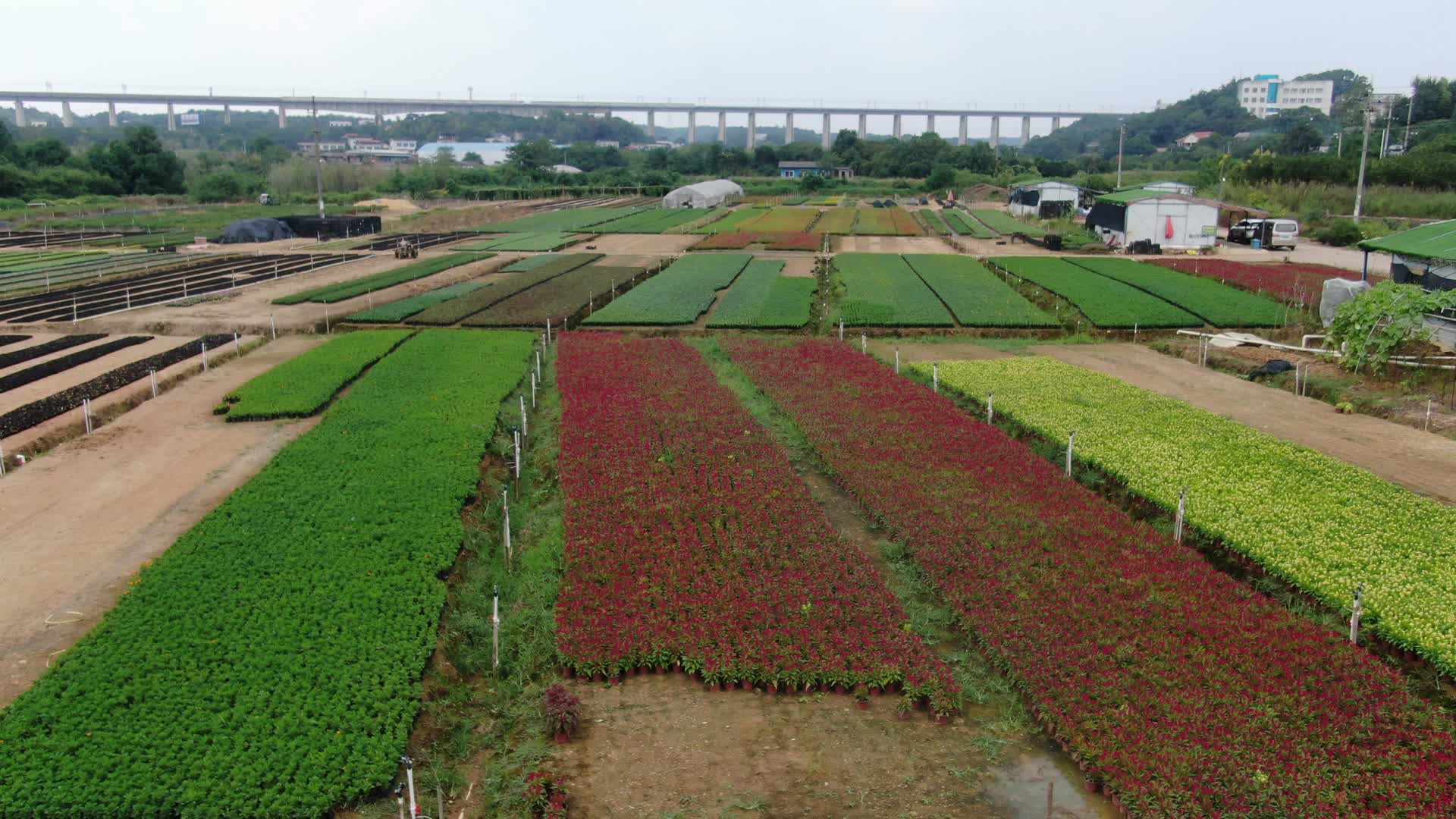 4K航拍农业种植花圃视频的预览图