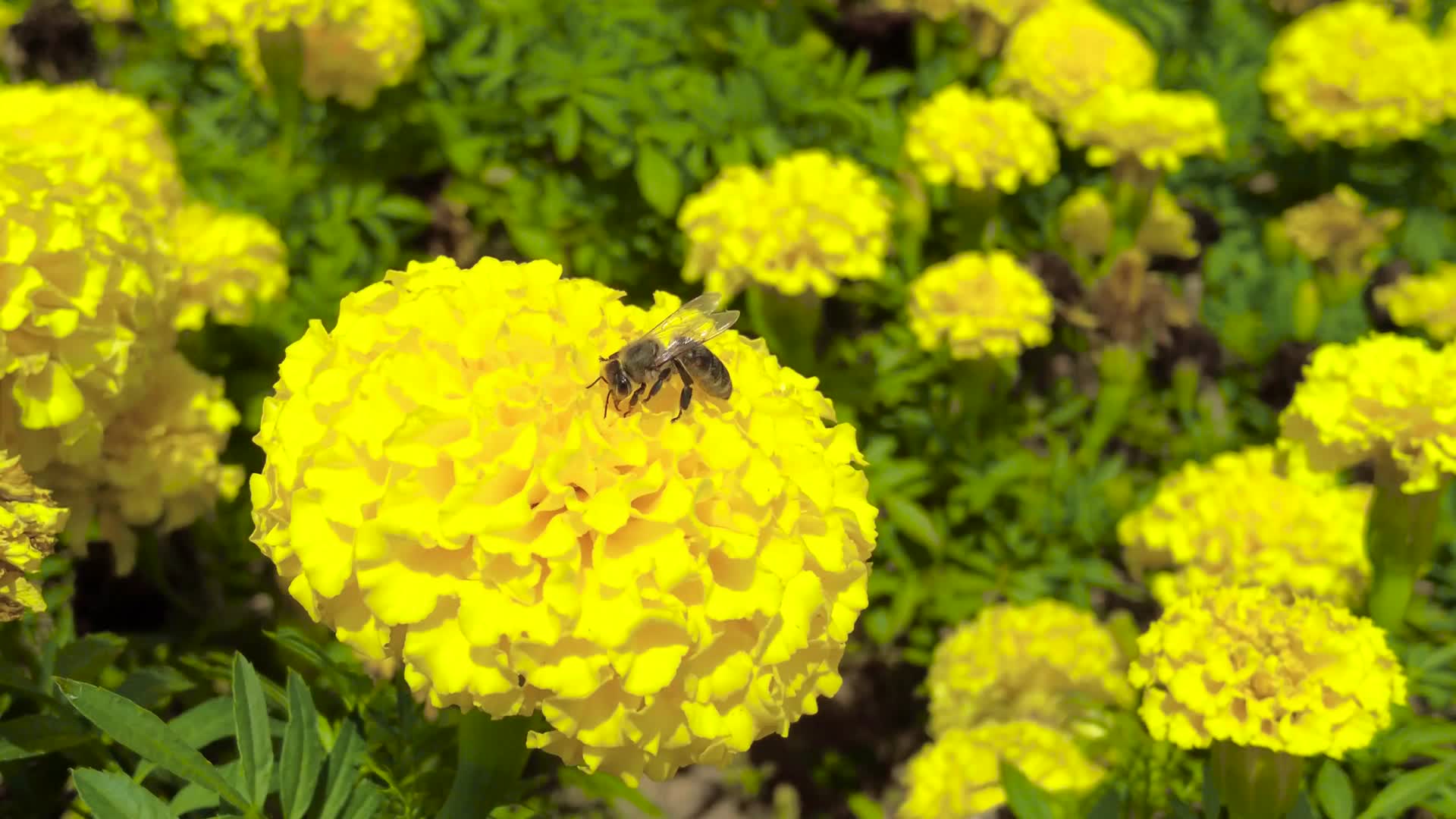 内蒙古苏尼特广场上蜜蜂和黄色的花朵午后4k拍摄视频视频的预览图