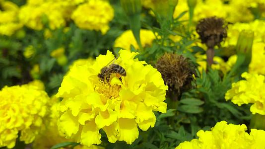 内蒙古苏尼特广场上蜜蜂和黄色的花朵午后4k拍摄视频视频的预览图