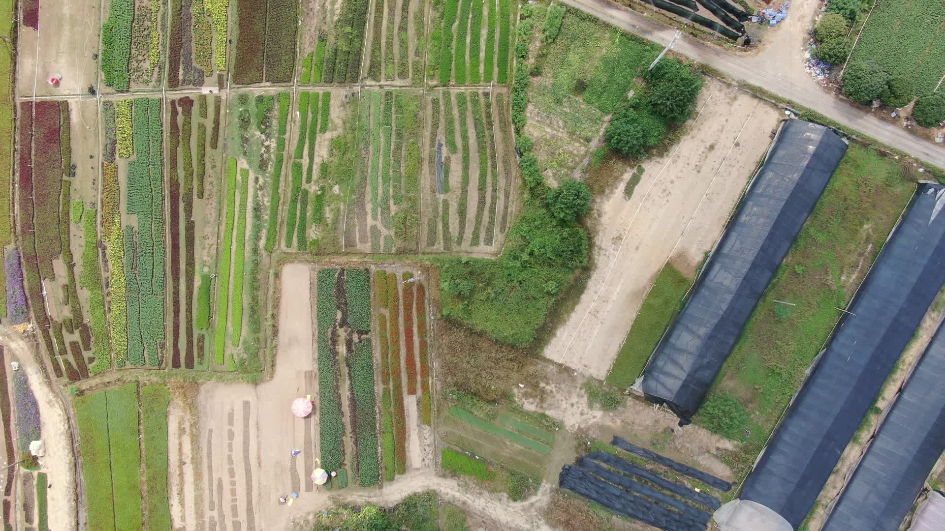 4K航拍农业花卉苗圃视频的预览图