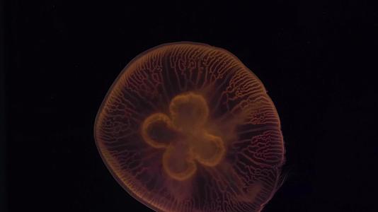 海洋生物海底世界水母视频的预览图